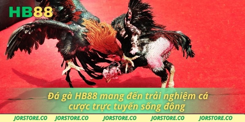 Đá gà HB88 mang đến trải nghiệm cá cược trực tuyến sống động 